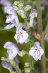 Hairy skullcap